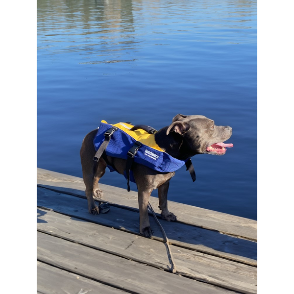 K9 Pet Buoyancy Vest Gold/Navy 