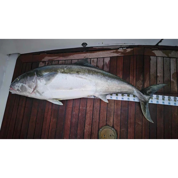 Fish Art Scale Ruler - Kingfish 1800 X 75Mm