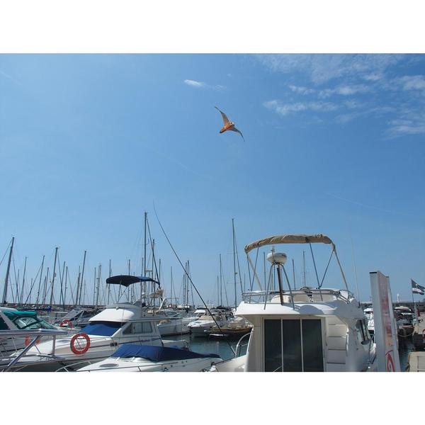 Bird Scarer Falcon W/ Telescopic Mast 7M