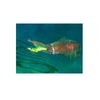 Squid Snatcher Squid Jig - Lemon Lime