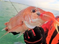 Dragster Flounder Imitation Softbait - 4 Pack