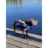 K9 Pet Buoyancy Vest Gold/Navy 