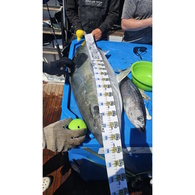 Fish Art Scale Ruler - Kingfish 1800 X 75Mm