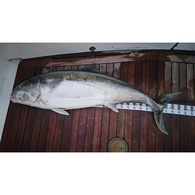Fish Art Scale Ruler - Kingfish 1800 X 75Mm