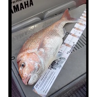 Fish Art Scale Ruler - Snapper 1100 X 75Mm 