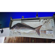 Fish Art Scale Ruler - Snapper 1100 X 75Mm 
