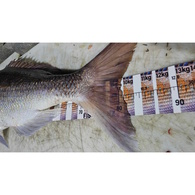 Fish Art Scale Ruler - Snapper 1100 X 75Mm 