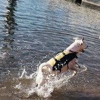 Comfort Pet Buoyancy Vest 
