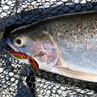 Spinsect Lure 5G / 10G / 17G - Blinky