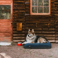 Boomer Dog Bed  2.0  Small & Large