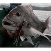 Squidwings Shady Lady Pink 80G Lure