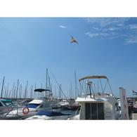 Bird Scarer Falcon W/ Telescopic Mast 7M
